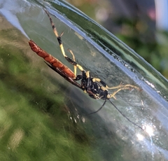 Ichneumon mystificans