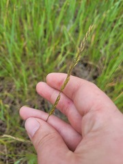 Festuca rupicola