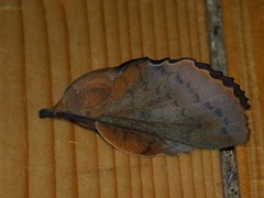 Gastropacha quercifolia