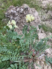 Oxytropis sordida