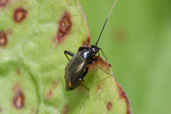Adelphocoris seticornis