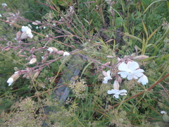 Silene latifolia alba