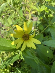 Helianthus decapetalus
