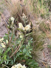 Oxytropis sordida