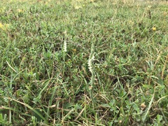 Spiranthes spiralis