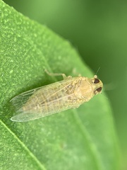 Haplaxius
