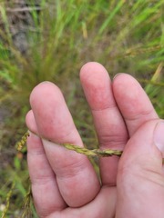 Festuca rupicola