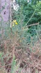 Ulex europaeus