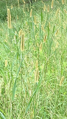 Setaria pumila