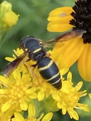 Euodynerus hidalgo boreoorientalis