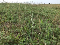 Spiranthes spiralis
