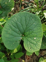 Brunnera sibirica