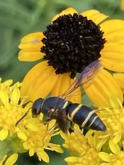 Euodynerus hidalgo boreoorientalis