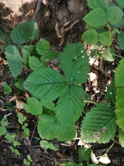 Fragaria moschata