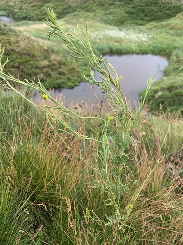 Northern tansymustard (Descurainia sophioides)