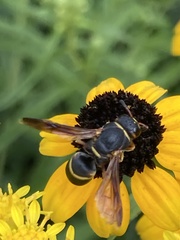 Euodynerus hidalgo boreoorientalis