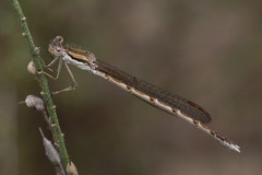 Sympecma fusca