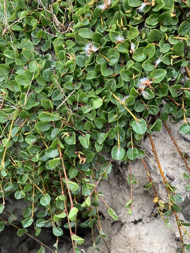 Image of Salix nummularia by (c) Valerii Glazunov, some rights reserved (CC BY)