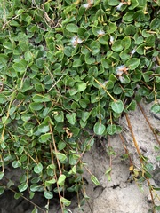 Salix nummularia
