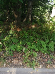 Fragaria moschata