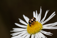 Coccinula quatuordecimpustulata