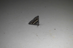 Grammodes geometrica