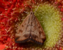 Pyrausta subsequalis