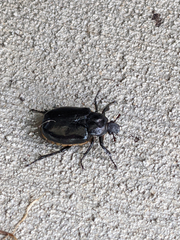 Osmoderma eremicola