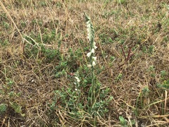Spiranthes spiralis