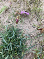 Dianthus repens