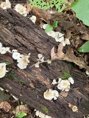 Pleurocybella porrigens