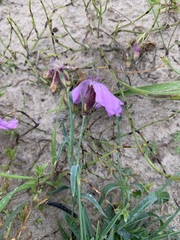 Dianthus repens