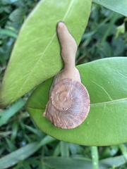 Parthena acutangula