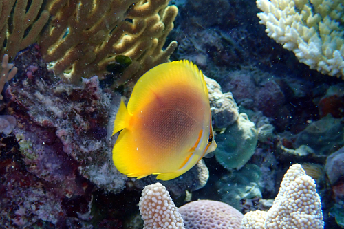 Gold-banded butterflyfish (Chaetodon aureofasciatus) — Chaetodontidae — 2