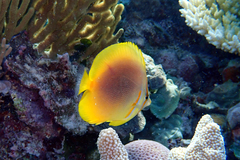 Chaetodon aureofasciatus