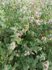 Mentha longifolia