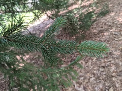 Picea abies
