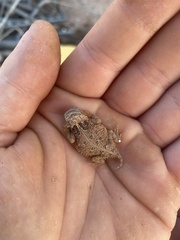Phrynosoma cornutum