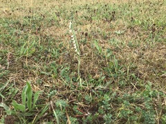 Spiranthes spiralis