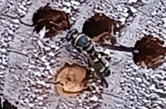 Leucospis