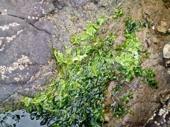 Ulva
