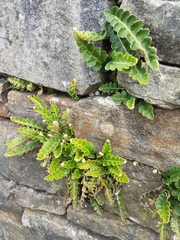 Asplenium ceterach