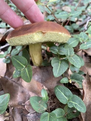 Xerocomus subtomentosus