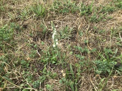Spiranthes spiralis