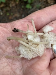 Pleurocybella porrigens