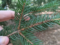Picea abies