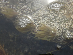 Anemonia viridis