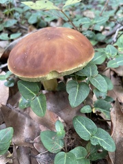 Xerocomus subtomentosus