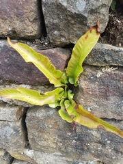 Asplenium scolopendrium