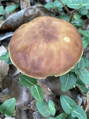 Xerocomus subtomentosus